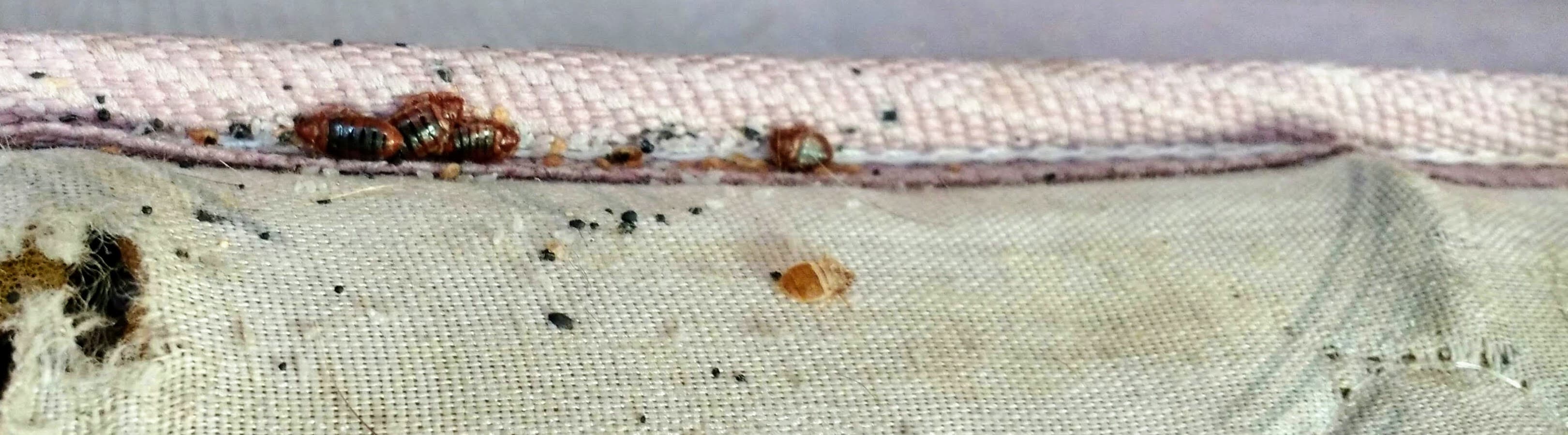 How to Inspect Your Home for Bed Bugs