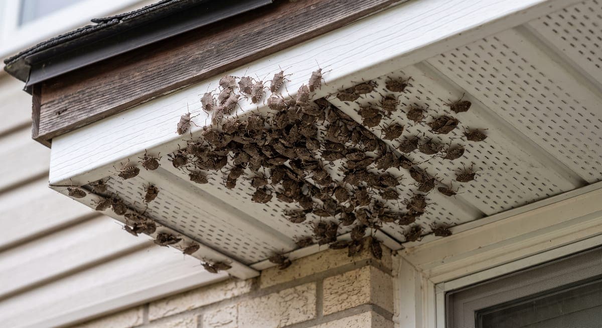 Stink bugs aggregating on a soffit