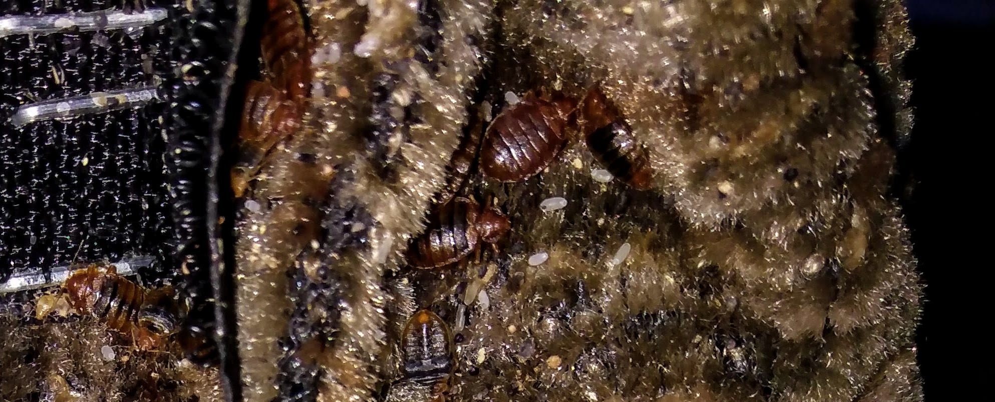 Photo of bed bugs with eggs